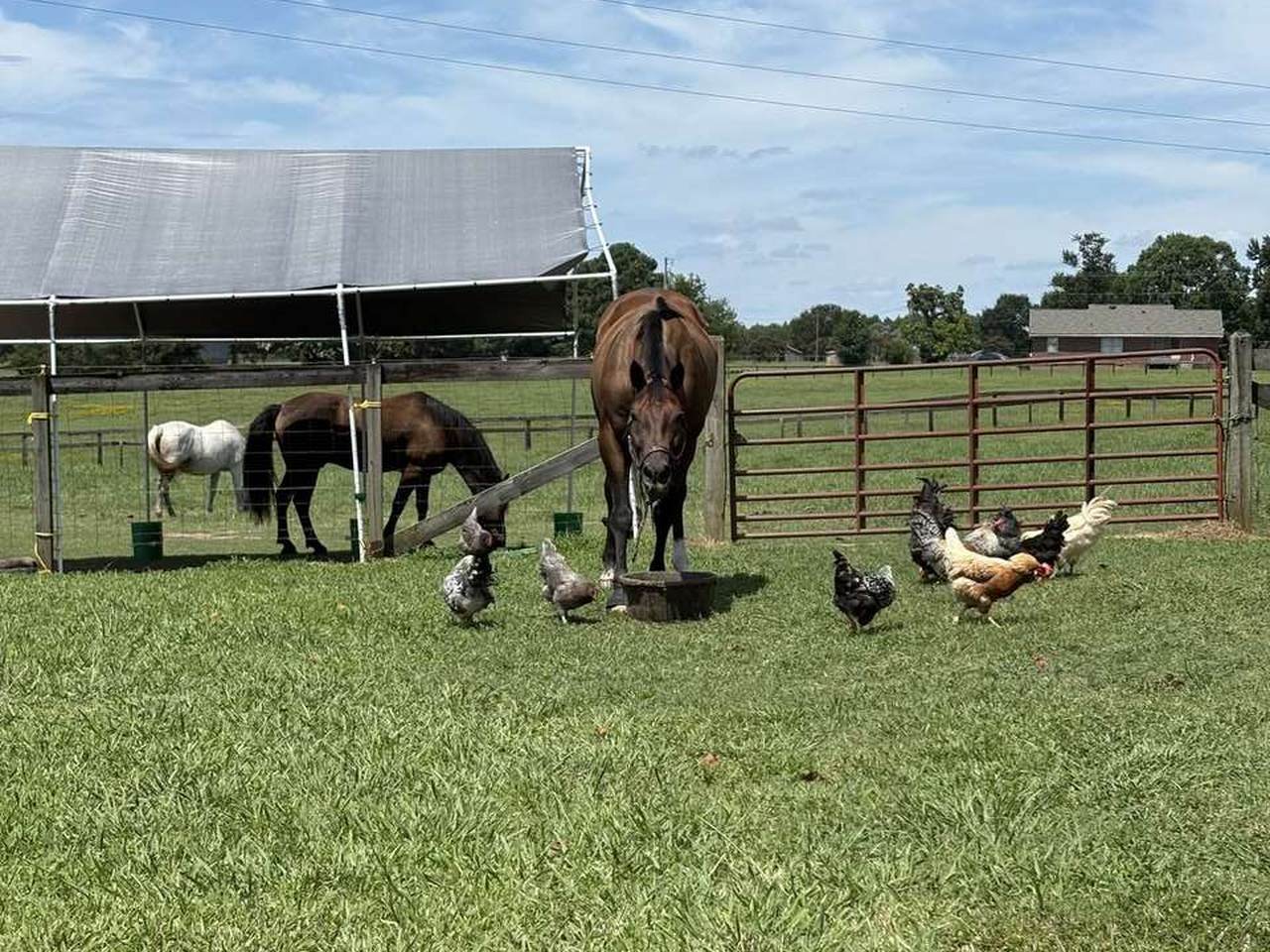 Horses and chickens at 2 Mittens Farm in Raleigh, North Carolina
